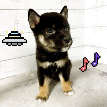 豆柴【東京都・女の子・2025年5月15日・黒】の写真「♡豆柴犬　黒の女の子♡」