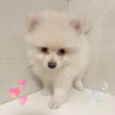 ポメチワ(チワワ×ポメラニアン)