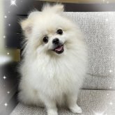 ポメラニアン