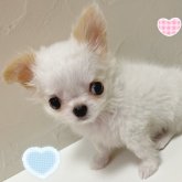 チワワ(ロング)