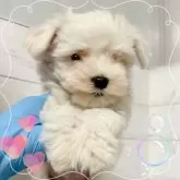 マルチーズ
