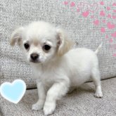 チワワ(ロング)