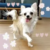 チワワ(ロング)