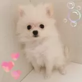ポメラニアン