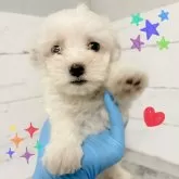 マルチーズ
