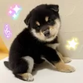 柴犬(標準サイズ)