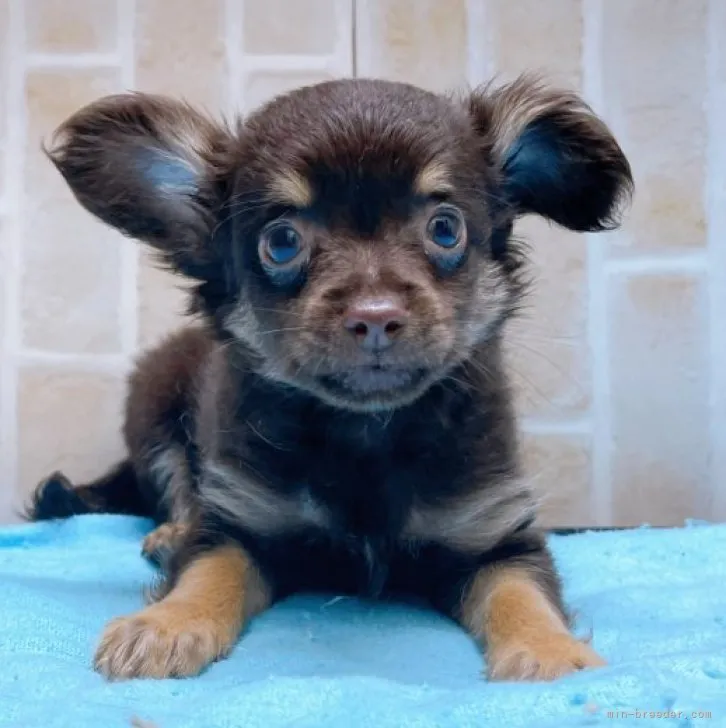 ID：2311-00157の子犬