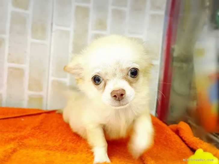 ID:2201-00652の子犬