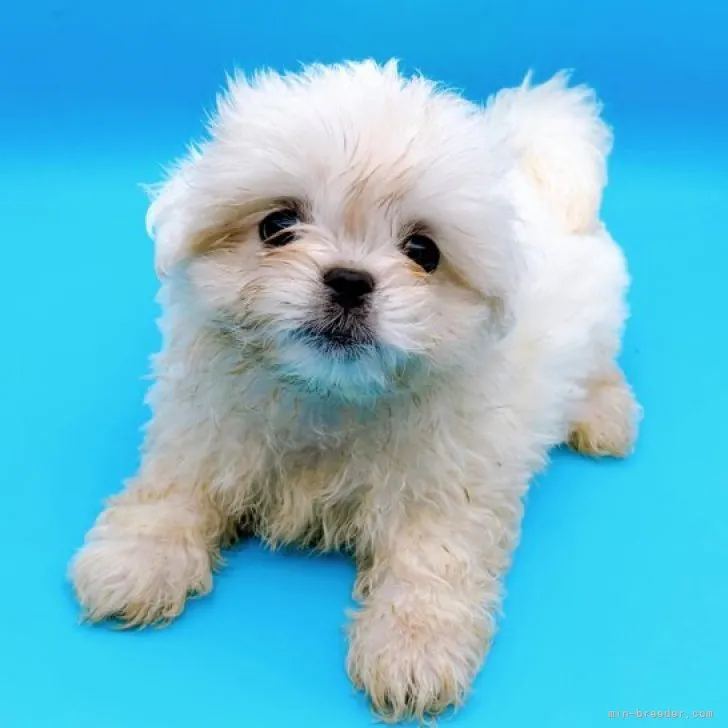 ID：2307-02993の子犬