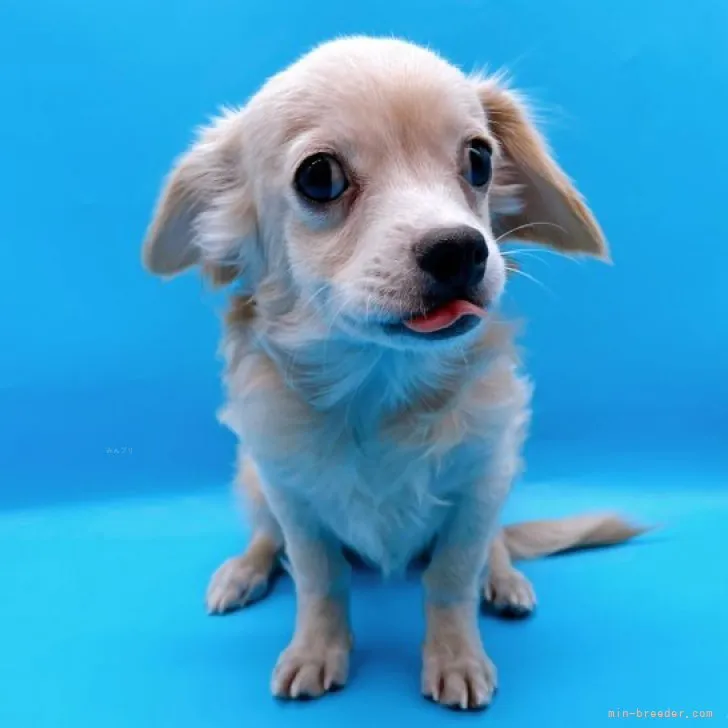 ID：2307-04001の子犬