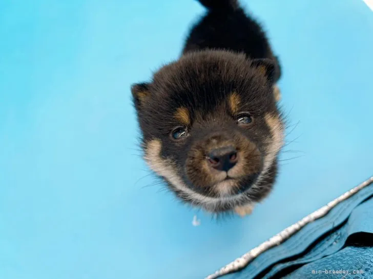 ID：2202-01321の子犬