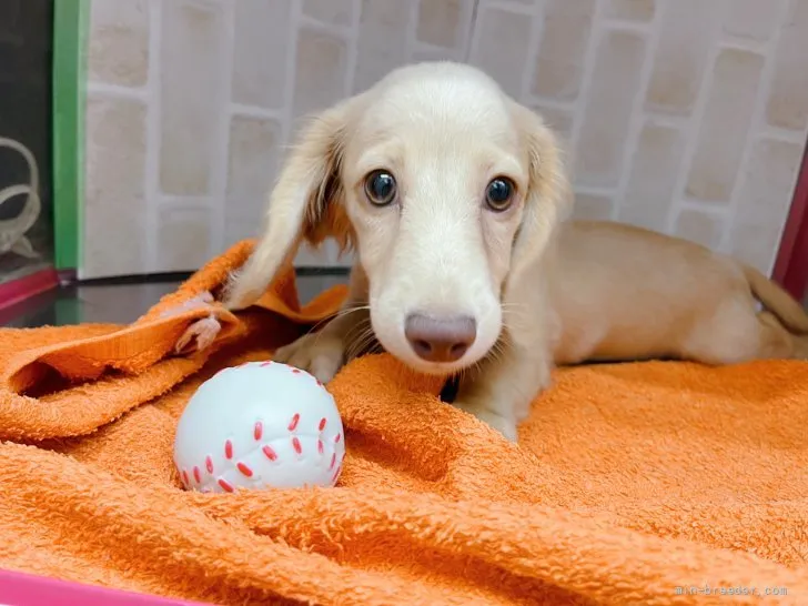 ID：2201-00655の子犬