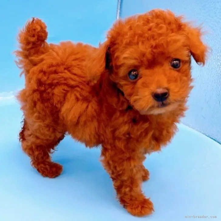 K.M 様のお迎えした子犬