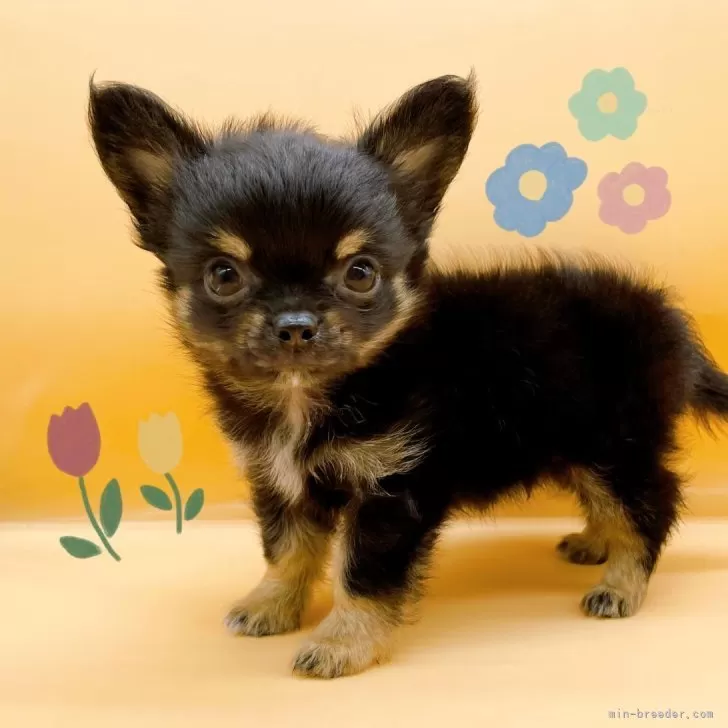 ID:2407-02398の子犬