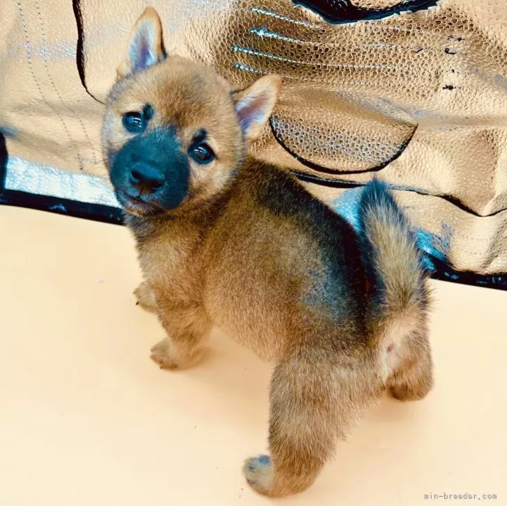 ID：2404-03498の子犬