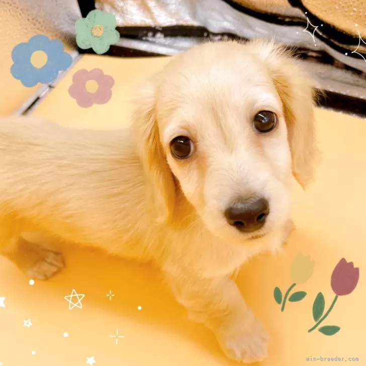 ID:2408-01726の子犬