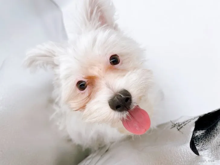 ID：2202-01322の子犬