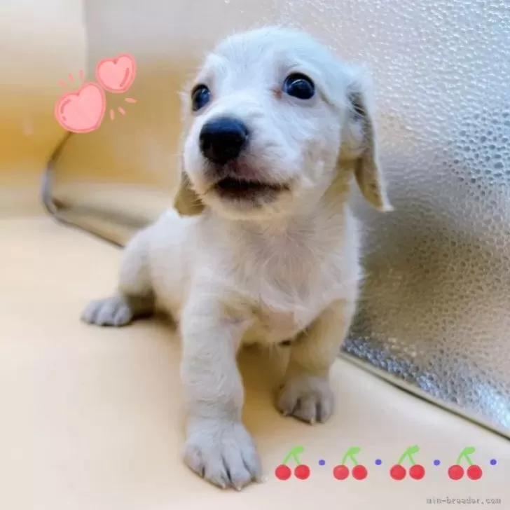 ID：2405-00189の子犬