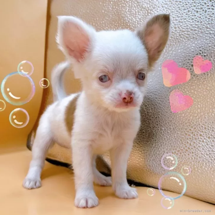 ID：2409-00715の子犬
