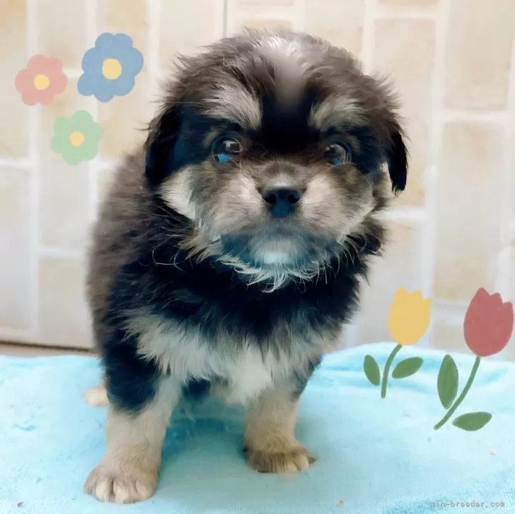 E.A 様のお迎えした子犬