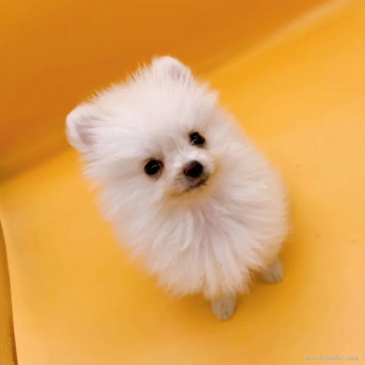 K.U 様のお迎えした子犬