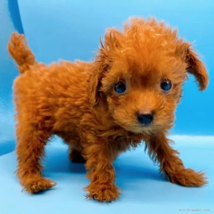 M.T 様のお迎えした子犬