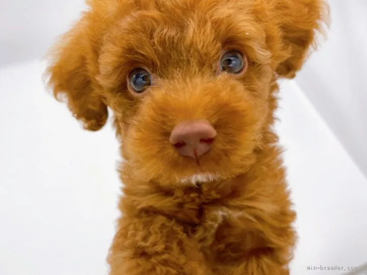 ID:2205-00534の子犬