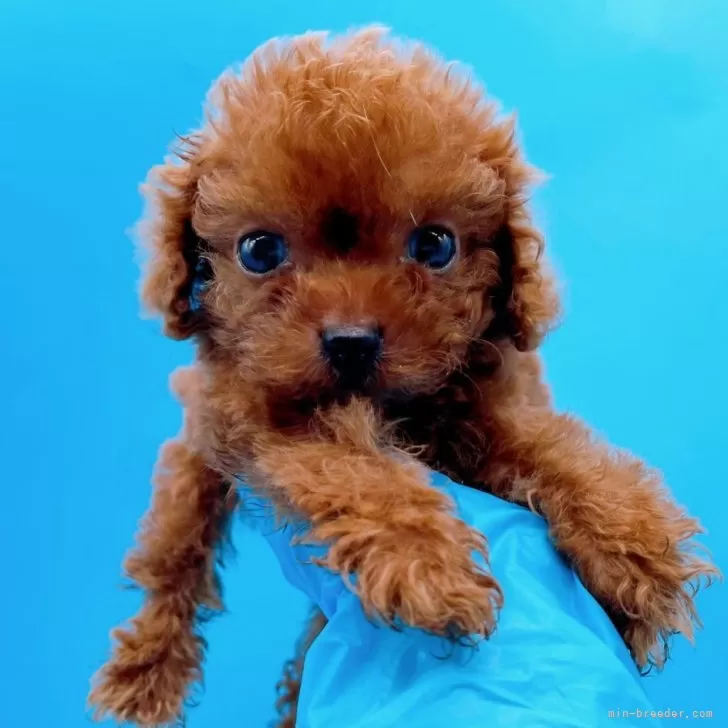 ID：2312-04509の子犬