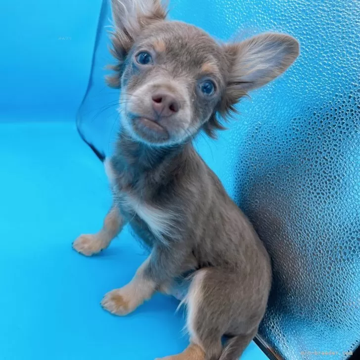 ID:2311-00159の子犬