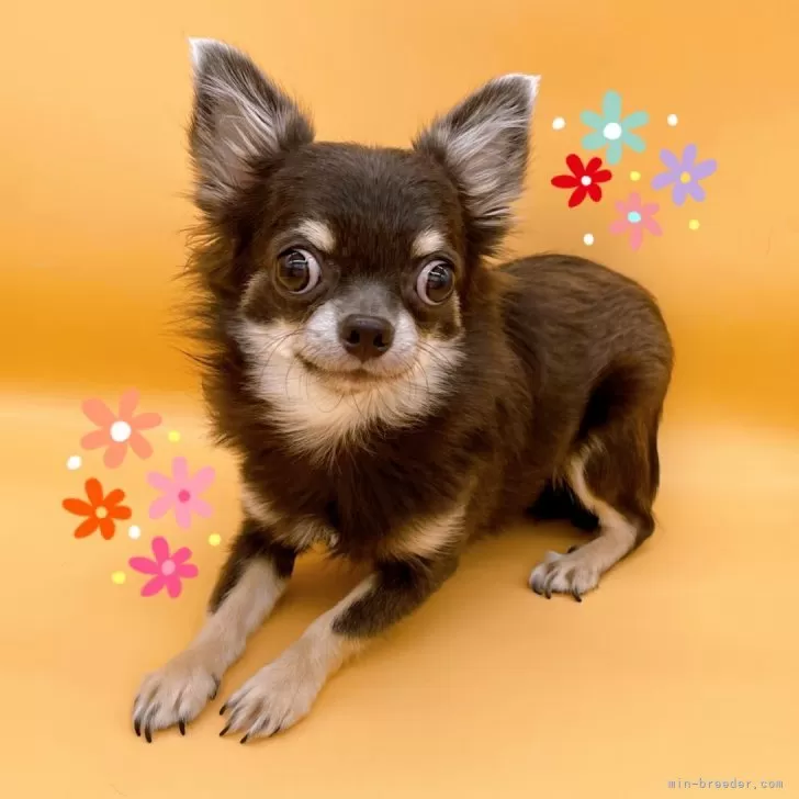 ID：2308-06754の子犬