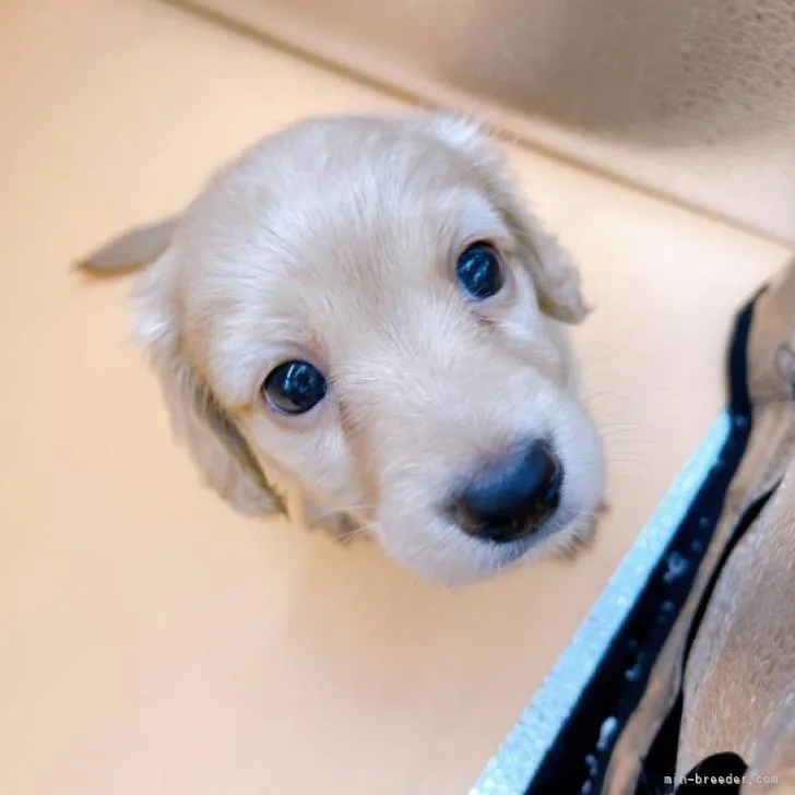 まま 様のお迎えした子犬