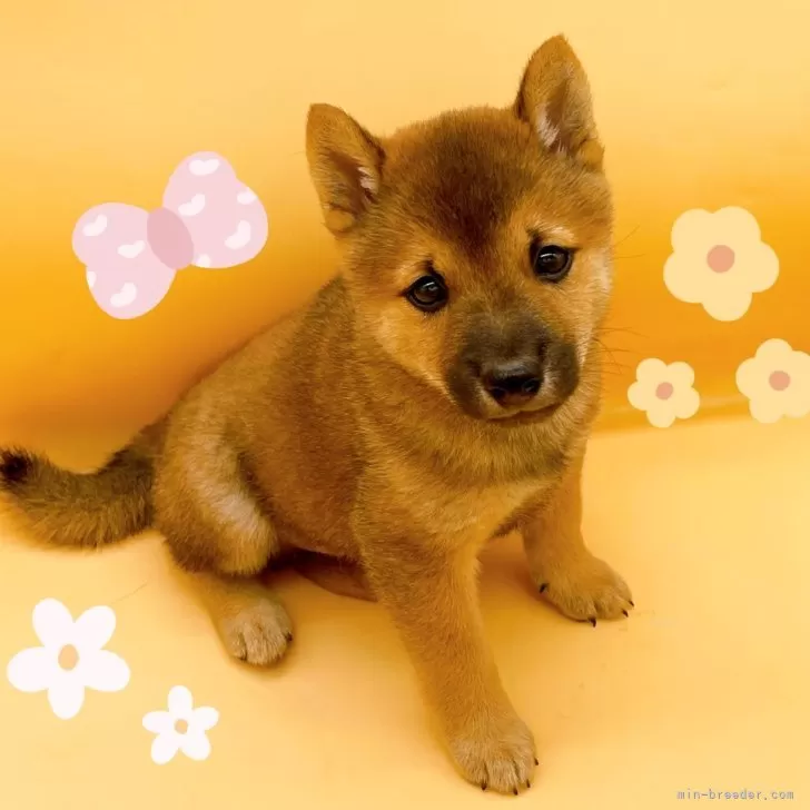 ID：2410-02667の子犬