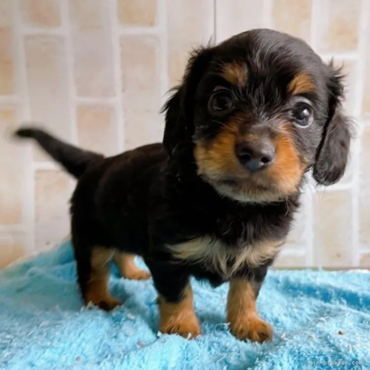 M.K 様のお迎えした子犬