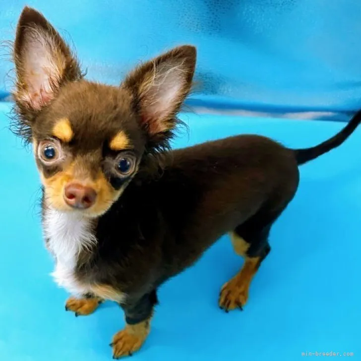 ID:2306-03024の子犬