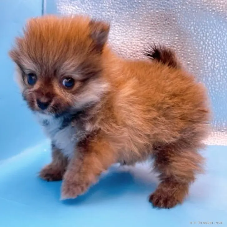 ID：2303-02908の子犬