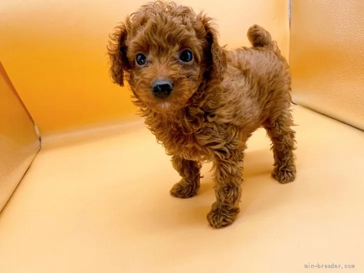 ID：2202-00241の子犬