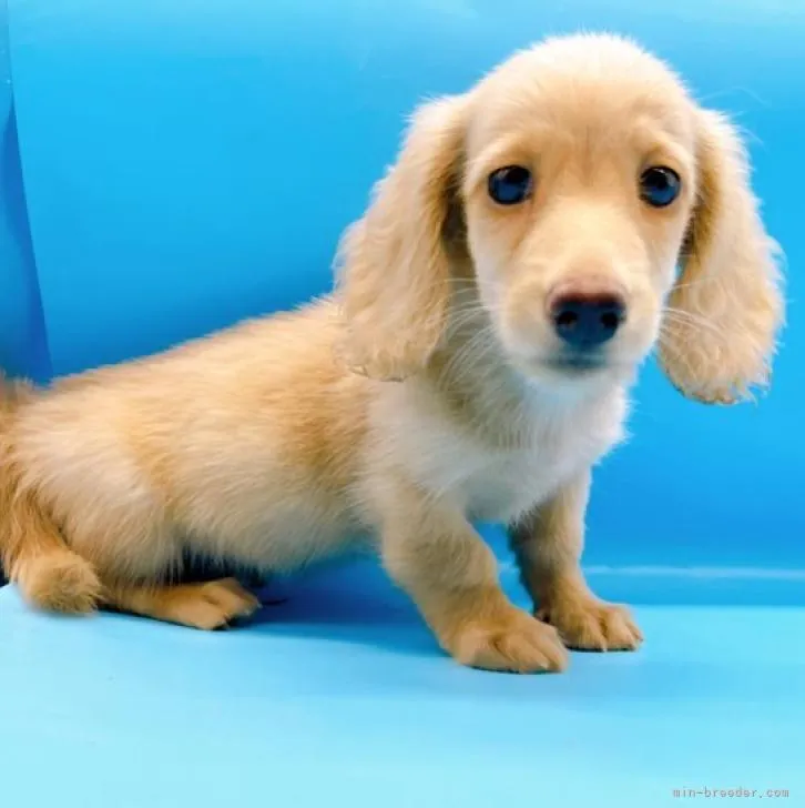 ID:2207-04732の子犬
