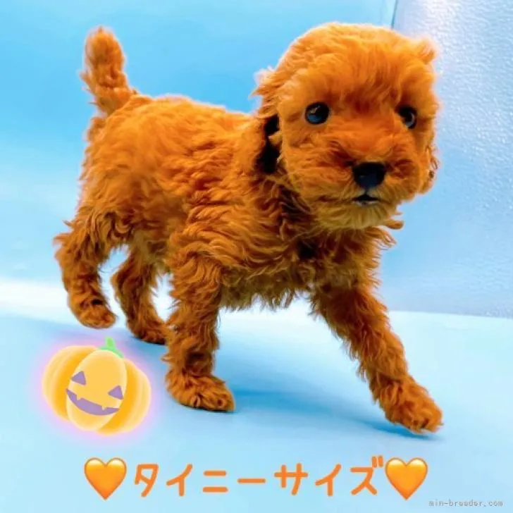 チョコ 様のお迎えした子犬