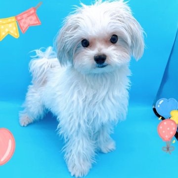 マルチーズ【東京都・男の子・2023年6月1日・ホワイト】の写真「♡マルチーズ　ホワイトの男の子♡」