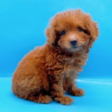 トイプードル(タイニー)【東京都・女の子・2023年8月19日・レッド】の写真「♡タイニーサイズのレッドトイプーの女の子♡6448」