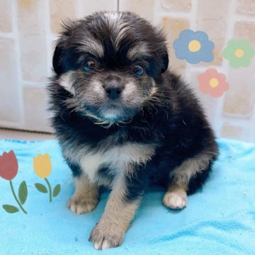 ミックス(チワワ×ペキニーズ)【東京都・男の子・2024年7月8日・ブラックタン】の写真「♡ミックス犬チワワ×ペキニーズの男の子♡♡」