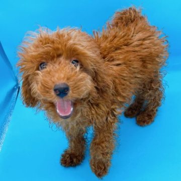 トイプードル(タイニー)【東京都・男の子・2023年4月1日・レッド】の写真「タイニーサイズのレッドトイプーの男の子🍎9628」