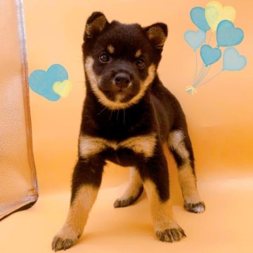 柴犬(豆柴)【東京都・男の子・2024年4月4日・黒】の写真「♡黒豆柴の男の子♡」