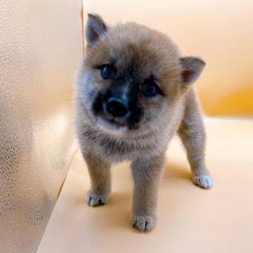 柴犬(豆柴)【東京都・男の子・2022年7月30日・赤】の写真「赤色の豆柴の男の子♡♡♡」