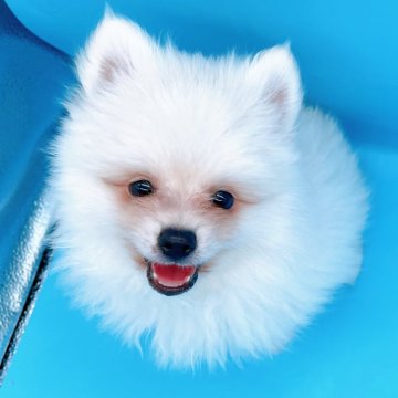 ポメラニアン【東京都・男の子・2023年10月10日・ホワイト】の写真「♡ポメラニアン　ホワイトの男の子♡」