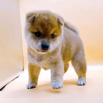 柴犬(豆柴)【東京都・男の子・2022年7月2日・赤】の写真「♡♡赤豆柴の男の子♡♡」