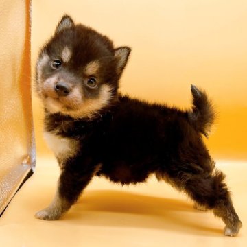 柴犬(豆柴)【東京都・女の子・2024年2月24日・黒】の写真「♡黒豆柴の女の子♡」