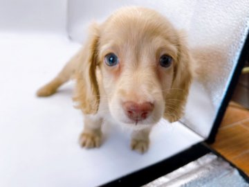 ミニチュアダックスフンド(ロング)【東京都・男の子・2022年3月5日・イエロー】の写真「♡♡イエローのミニチュアダックス男の子♡♡」