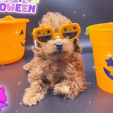 トイプードル(タイニー)【東京都・男の子・2022年8月6日・レッド】の写真「♡♡ティーからタイニーサイズ予想の男の子♡♡」