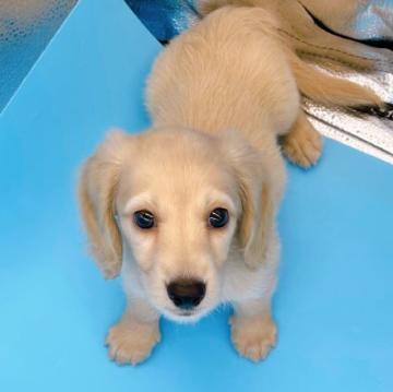 ミニチュアダックスフンド(ロング)【東京都・男の子・2022年7月23日・イエロー】の写真「♡♡イエローダックスの男の子♡♡」